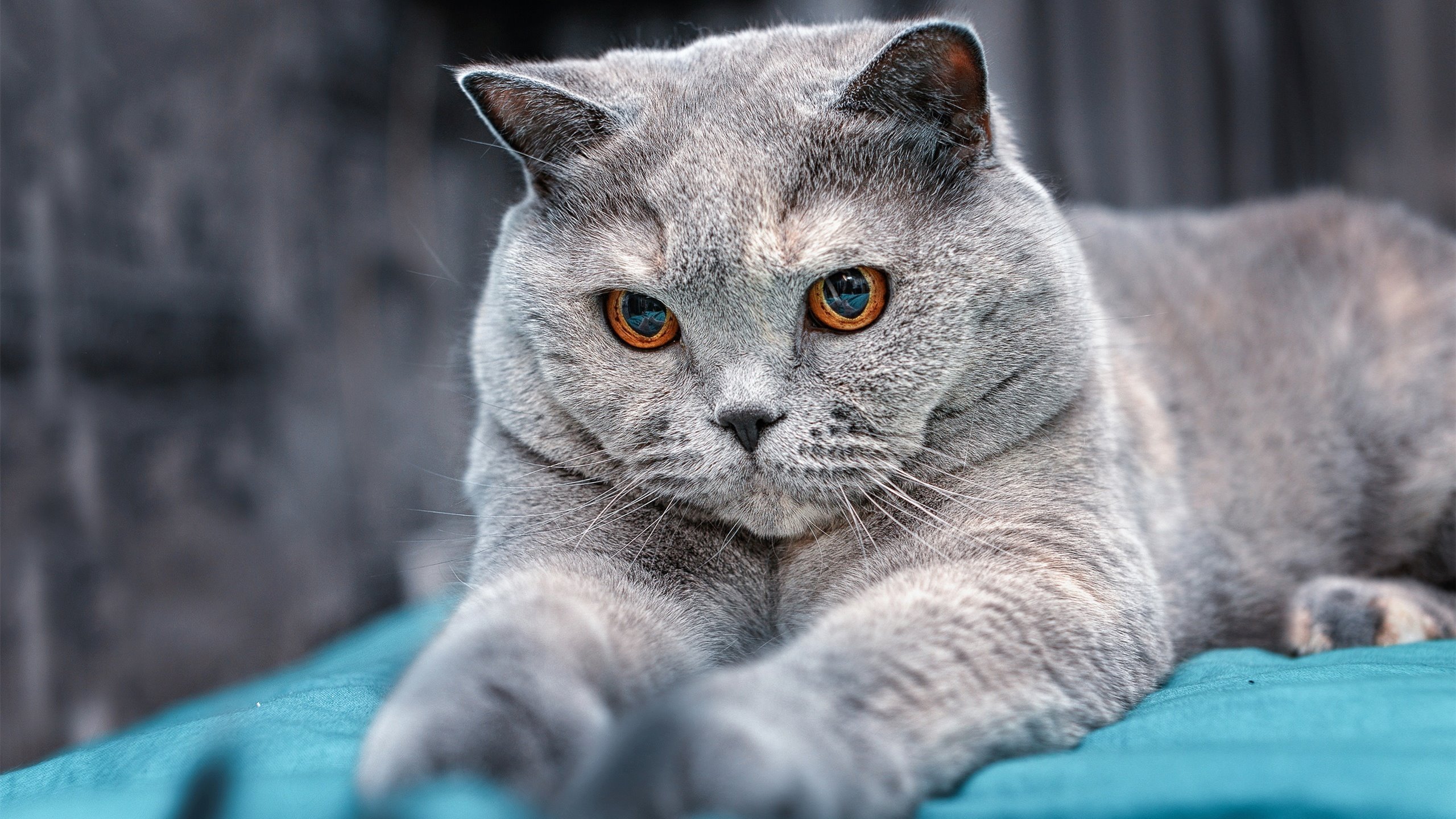 维尼修斯爆发引领攻势,利物浦力斩塞内加尔劲旅