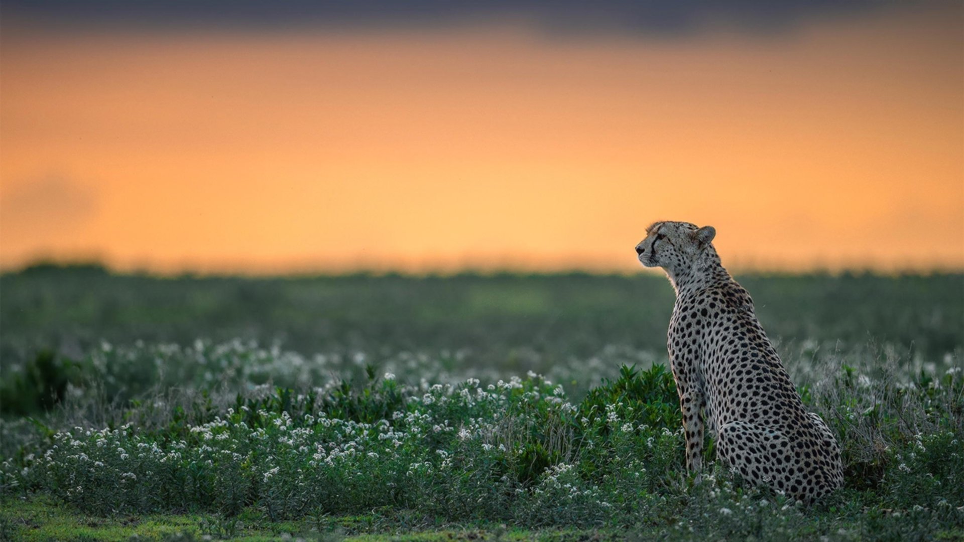 开云体育登录-撰写与批改，步行者的华丽篇章与字母哥的满分评语