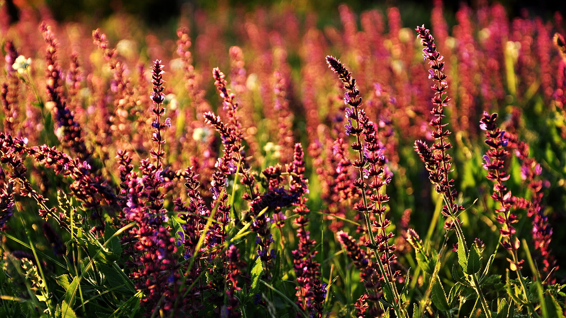 迈阿密重启总冠军引擎，西亚卡姆冠军级表现引领热火完胜爵士