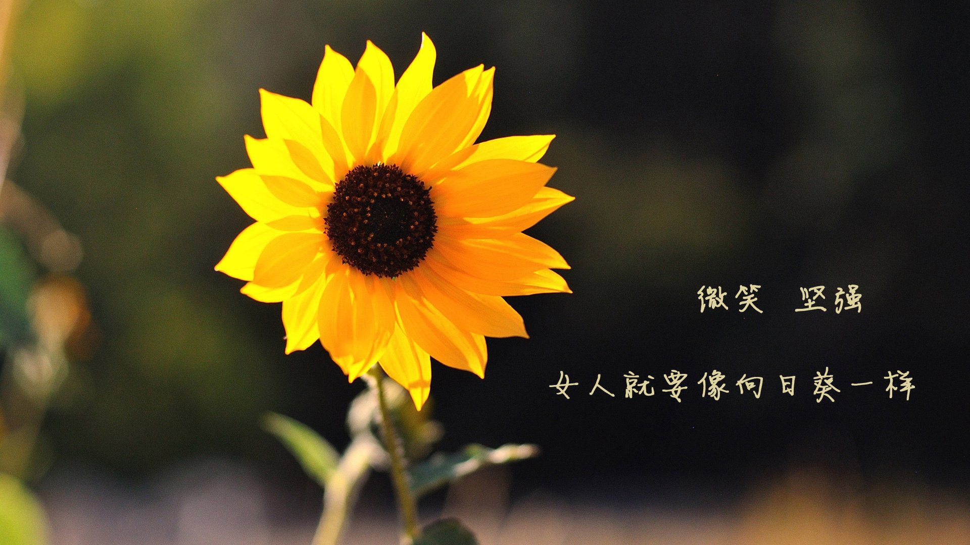 关键先生莱万一锤定音!土耳其惊险逆转阿尔及利亚