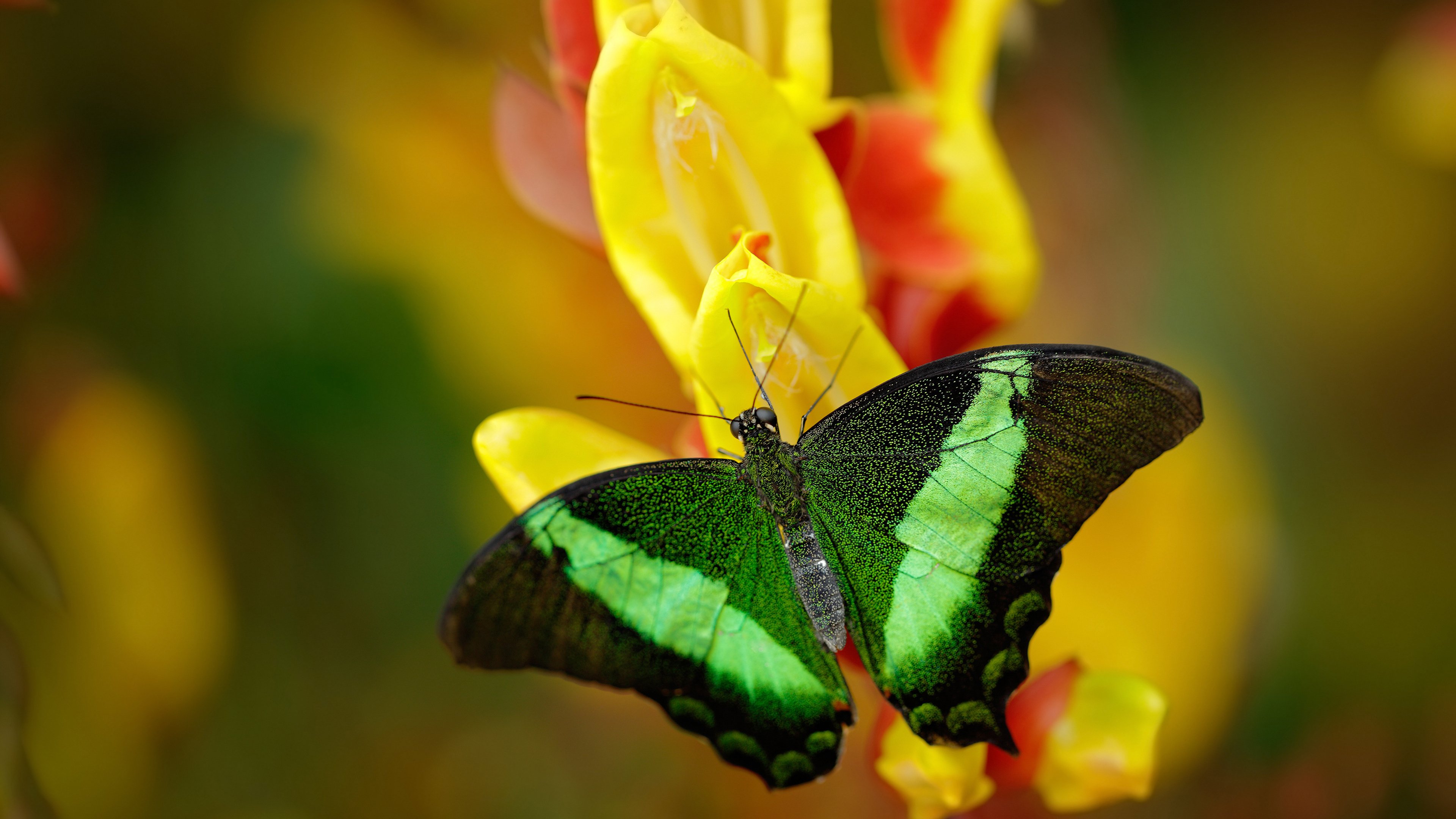 逆转的史诗,独行侠抢七生死战中的智慧与血性