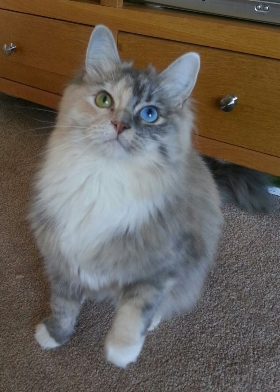 潮水与堤坝，巴雷拉的爆发与洪都拉斯淘汰委内瑞拉的战术密码