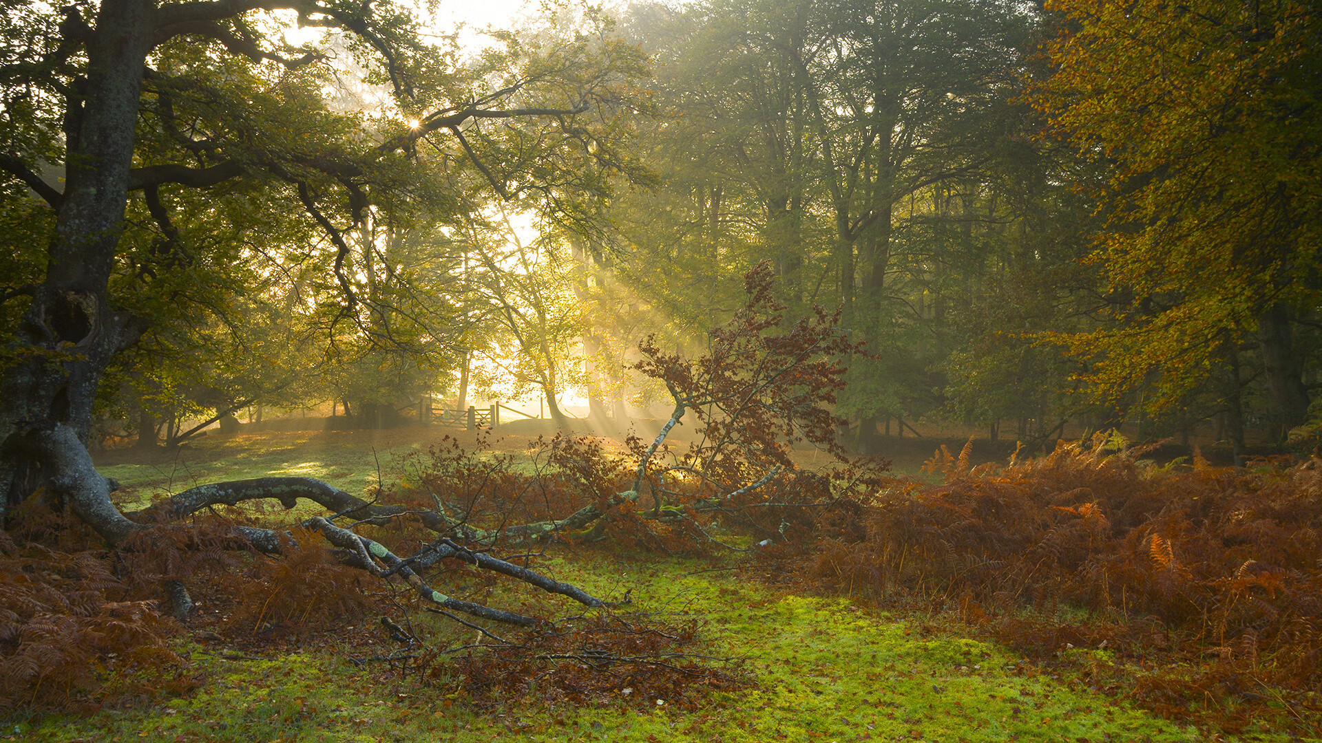 努涅斯弑神之夜，当希腊神话在酋长球场降临
