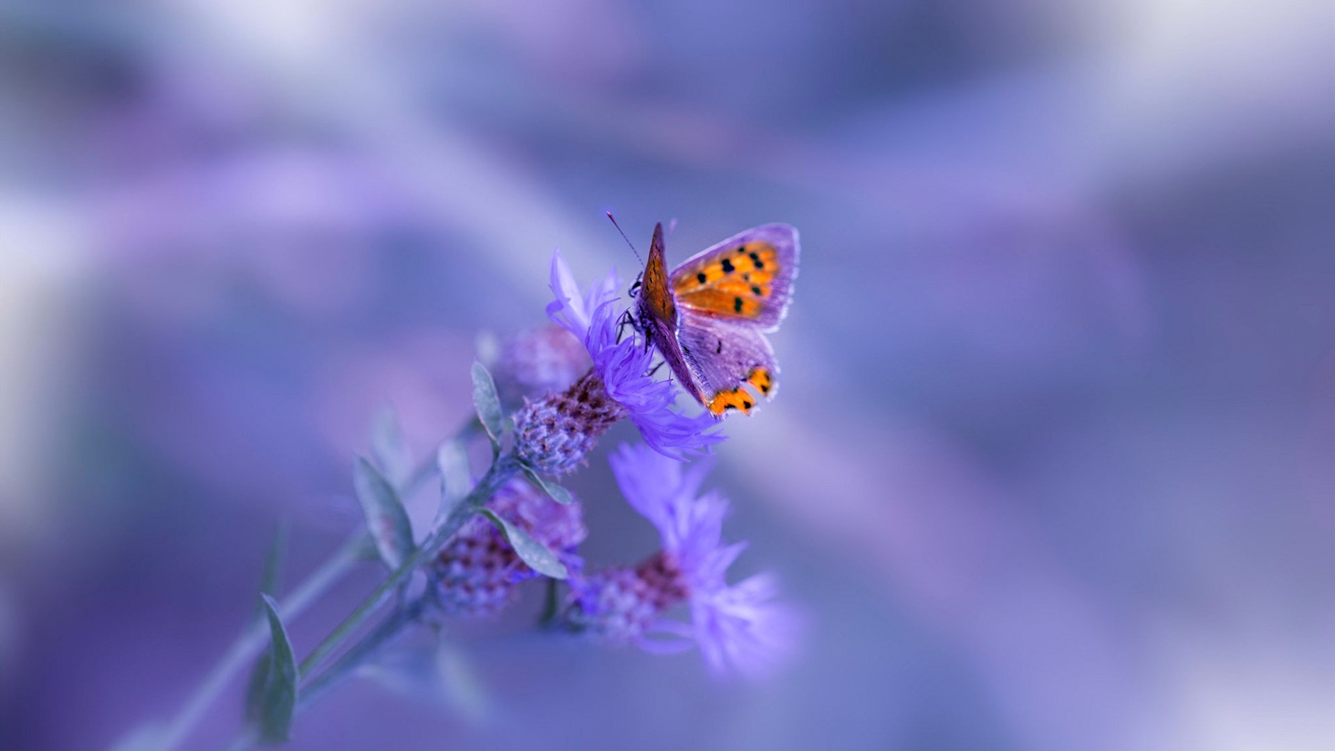 开云体育登录-铁网笼罩天使城，步行者窒息式防守绞杀快船夺冠希望