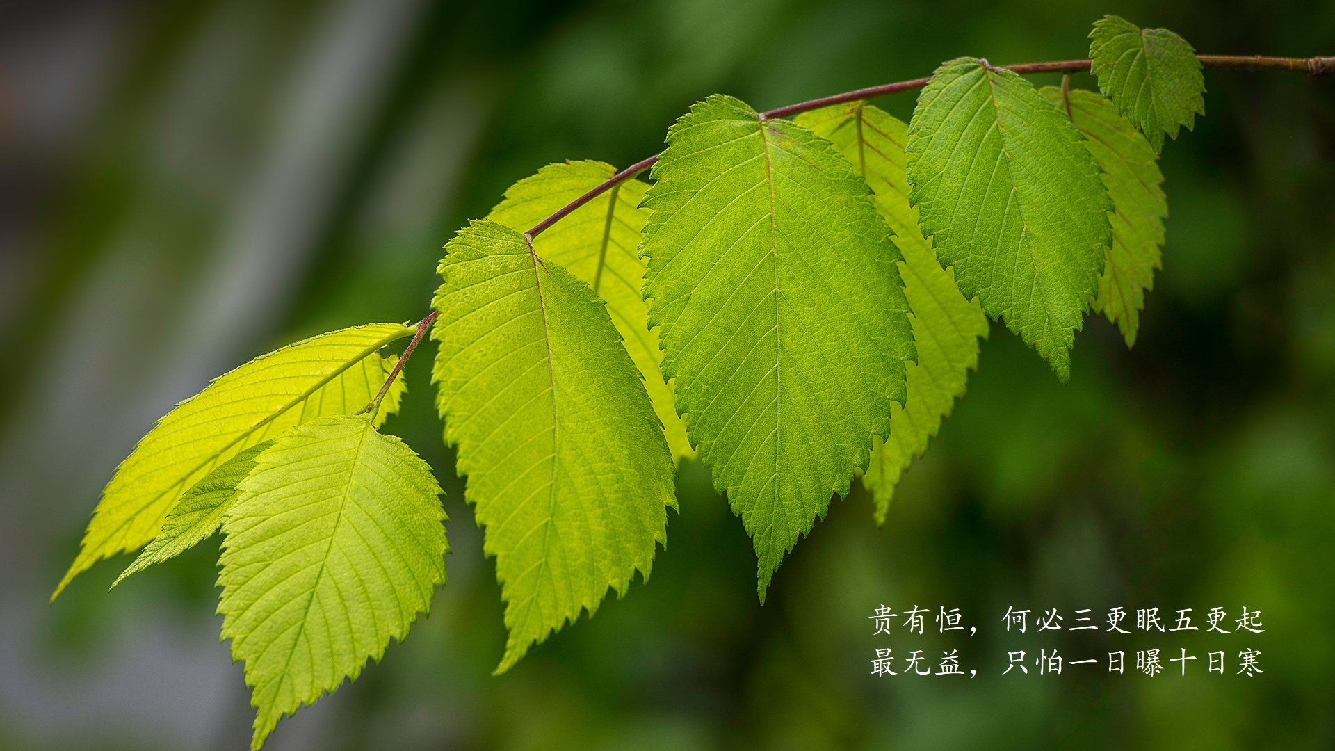 巴格达的蓝衣梅西,当法国天才登贝莱身披伊拉克战袍,在2026世界杯上完成史诗级碾压